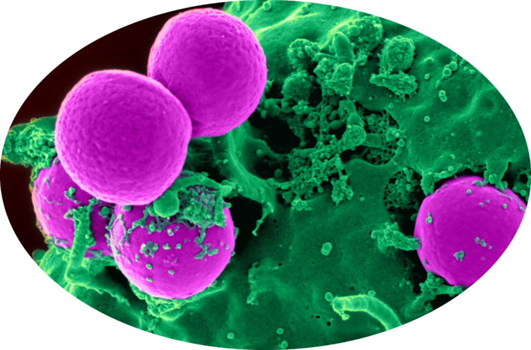 Vision de bactéries via un microscope