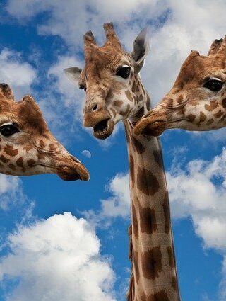 Photos de trois giraffes qui communiquent entre elles.
