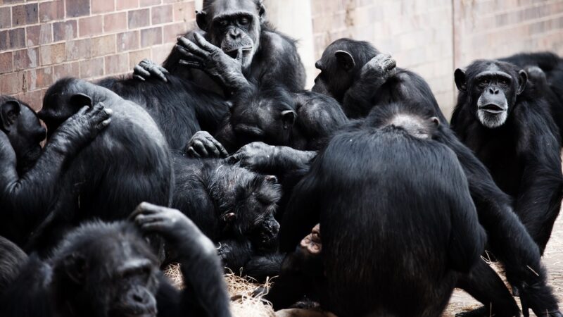 Photo d'un groupe de chimpanzés, pour illustrer les message du sculpteur Frédéric Naud, dans son article sur l'intelligence collective.