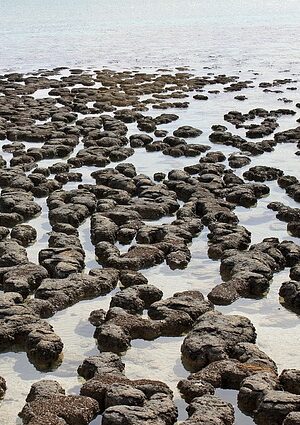Photo de l'article de Fred Naud, pour illustrer l'apparition par les cyanobactéries, de l'oxygène dans notre atmosphère.