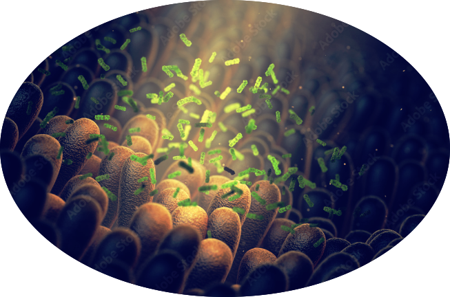 Illustration des bactéries dans l'intestin pour un article du blog de Fred Naud, l'artiste sculpteur français contemporain